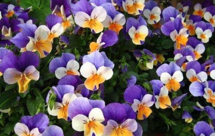 4种花好看又好养,花大色艳,花香易打理