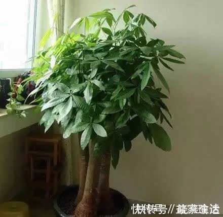 养花不如“养树”,这3种最合适,养人、旺财、吸甲醇,值!