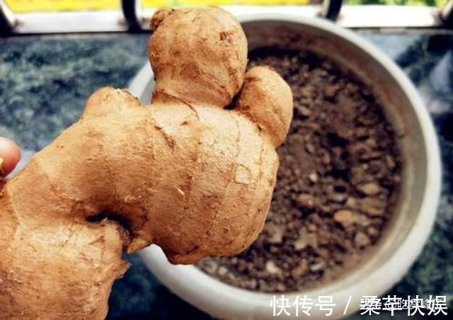 生姜放久了易干瘪？教你几招，不管放多久都是新鲜的，特别的实用