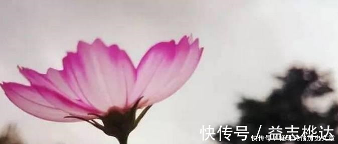 菜根谭|处世奇书《菜根谭》20句名言, 看到就是收获!