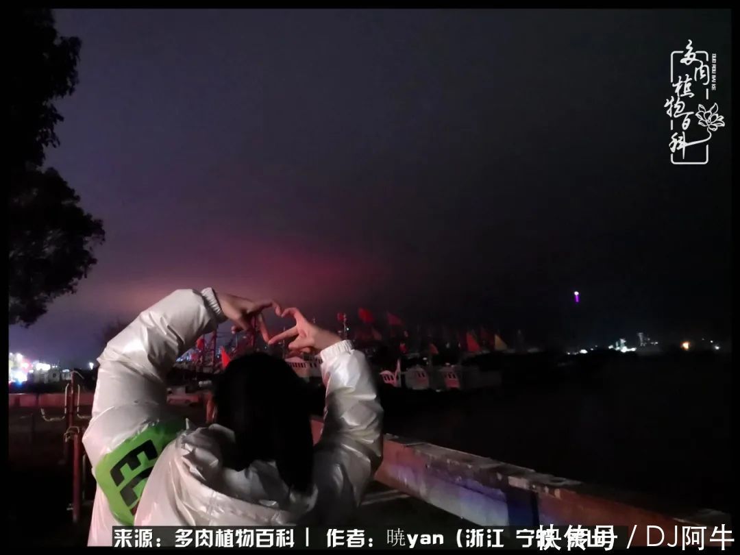 入多肉坑八年,始于初心,一切但求无愧于心