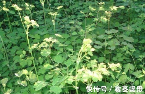 野草|农村被称为“猫爪草”,现在成了城里热门野菜,卖50元一斤