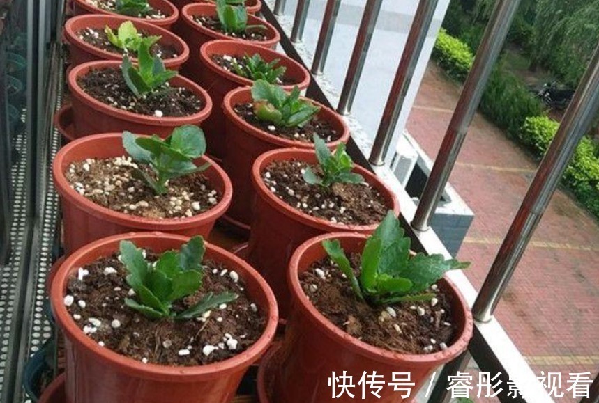 湿润|又到长寿花扦插季节,做好“2选3足”,15天长满白根!