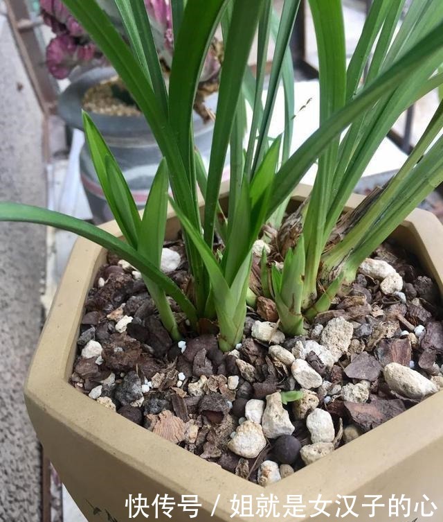 春天兰花发芽,“一灌二喷三埋”,兰花养分足,新芽多,长势爆盆!