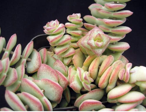 3种多肉漂亮又好养，扔盆里不用管都能长爆盆，懒人新手都能养好