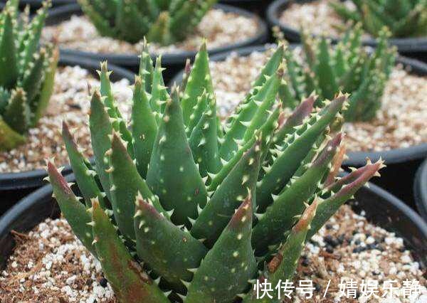 养芦荟,盆里浇一种“肥水”,侧芽不停冒,一年长满盆,又开花