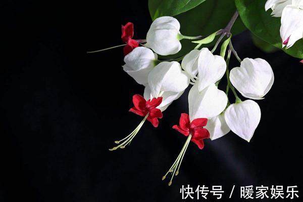 盆栽|比绿萝还好养的家居盆栽，好养易爆盆，最后一种好多人都不认识