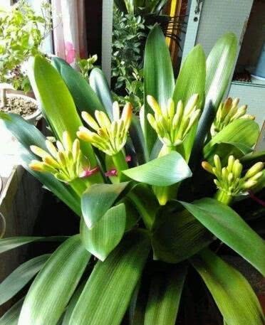 李奶奶把“吊兰”都剪了，2月后却爆盆了，叶子宽又大，特旺