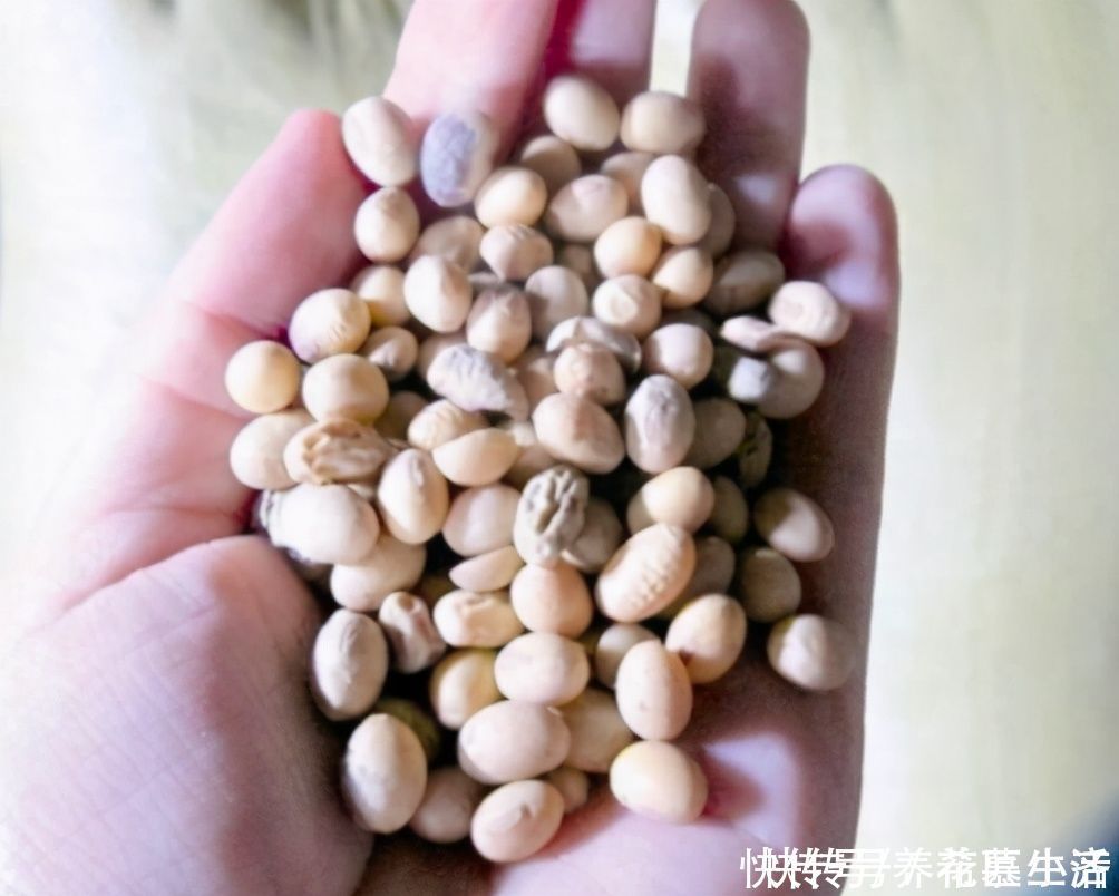 黄豆|黄豆养花当花肥,最佳使用方法有“2种”,快速吸收,促进生长