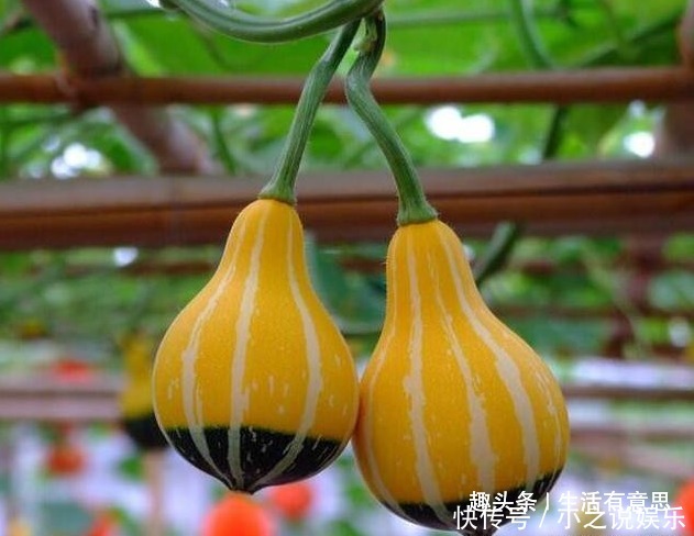 好吃|小南瓜，1根藤结50多颗，好玩儿，好看，好吃，好养，教你养法