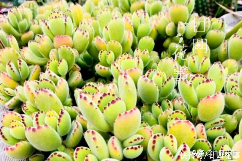 叶子|多肉中的熊孩子，爱掉叶变光杆，4个方面做到位，爆盆还染红指甲