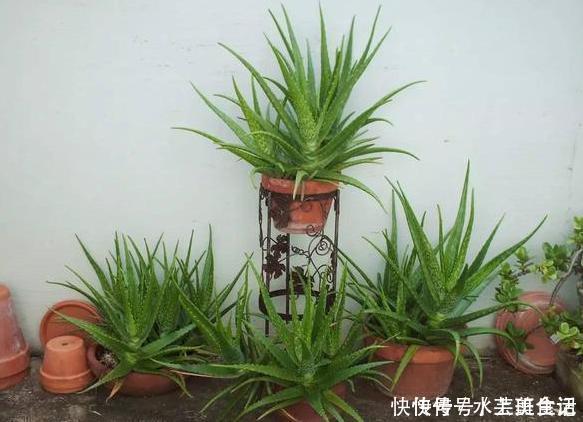 营养价值|居家自制肥:别光盯着淘米水了,用它们做花肥,营养价值更高