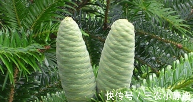 采摘|此为“濒危物”,请别因果实美丽,而折枝采摘,要保护