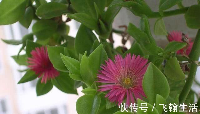 这几种花,养了就是赚到,花苞、果实、叶子都是好东西