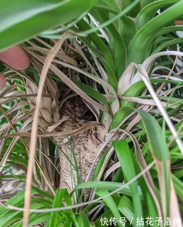 叶子天生就低垂的酒瓶兰,耐旱耐阴的观叶植物,新手必备植物