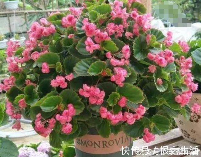 几种超香的花卉,好活易爆盆,花色柔美,花朵烂漫迷人