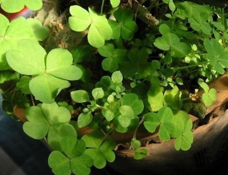 养花盆里长出三角草，可别以为是好运，直接拔掉，小心长满盆