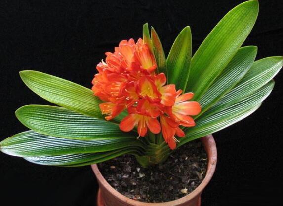 叶子|一种“垃圾”别扔,养君子兰盆里加2块,叶子油绿,轻松养爆盆