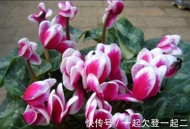 最适合新手养的4种花,沾土就能活,丢盆里猛长,开花多又美