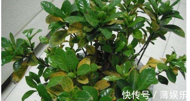 栀子花|养花一瓶醋,壮根促生长、花多色艳,还能杀虫子、治黄叶!