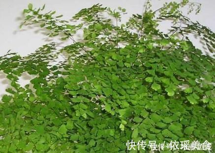 光照|室内“3种花”一见光就烂根,只要摆角落,一年四季“翠亮如春”