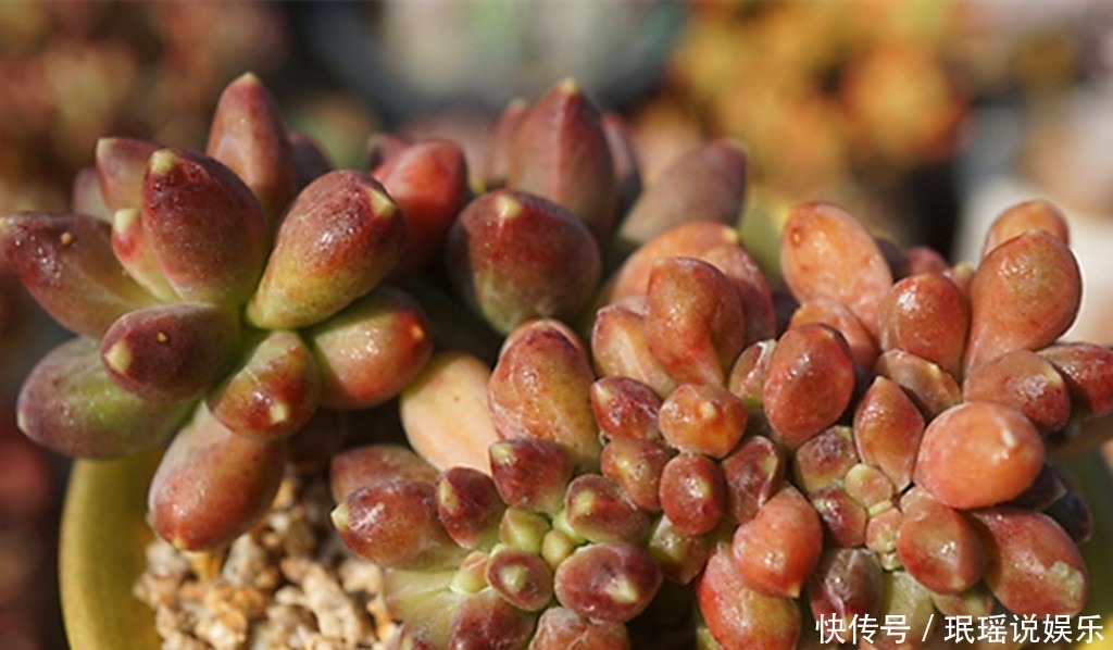 肥料|多肉越长越瘦怎么办用上3种肥料,养根系促上色,变肥不再是梦