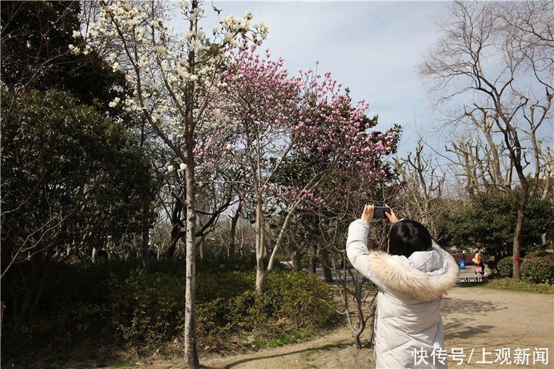 花开春意浓！黄浦美景等你来赏