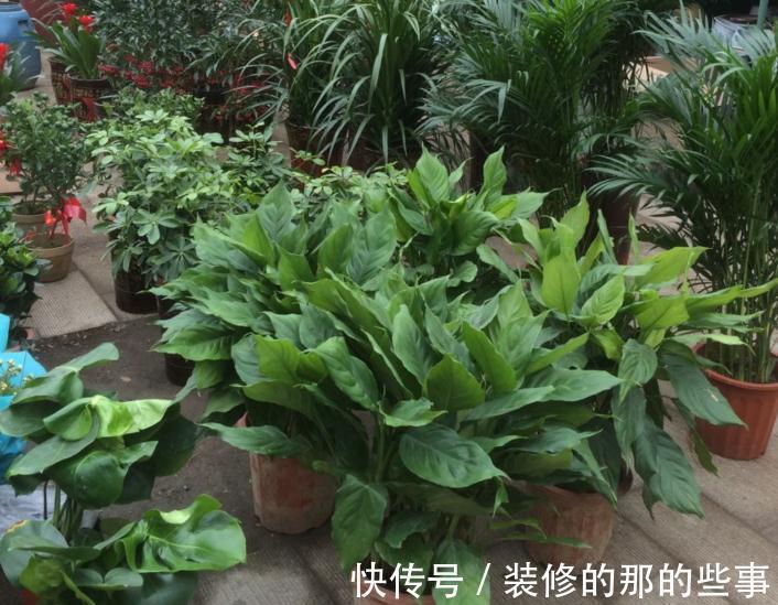 不怕冷的10种花，冬天没暖气，也能安全过冬