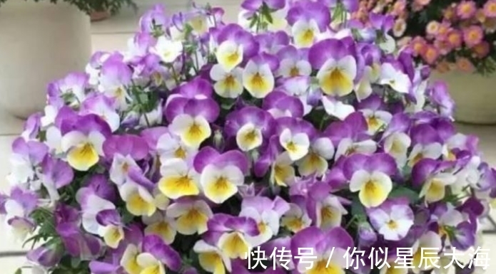 4种花养家里,空气1级棒,吸甲醛、杀病菌,还有助于睡眠!