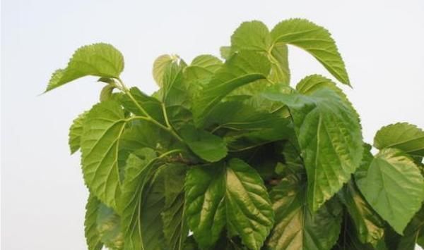 桑葉泡水喝好處多,但以下禁忌很重要,為了家人健康早點了解