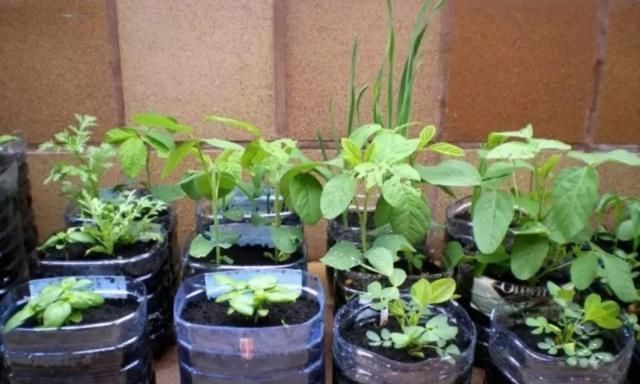 捡30个“空油桶”饮料瓶,这样种菜养花,家里都不用“买菜”了