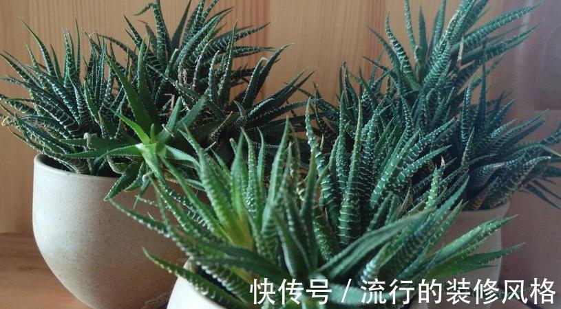 花盆|养条纹十二卷，打理好3点就不出状况，适合新人入坑练手