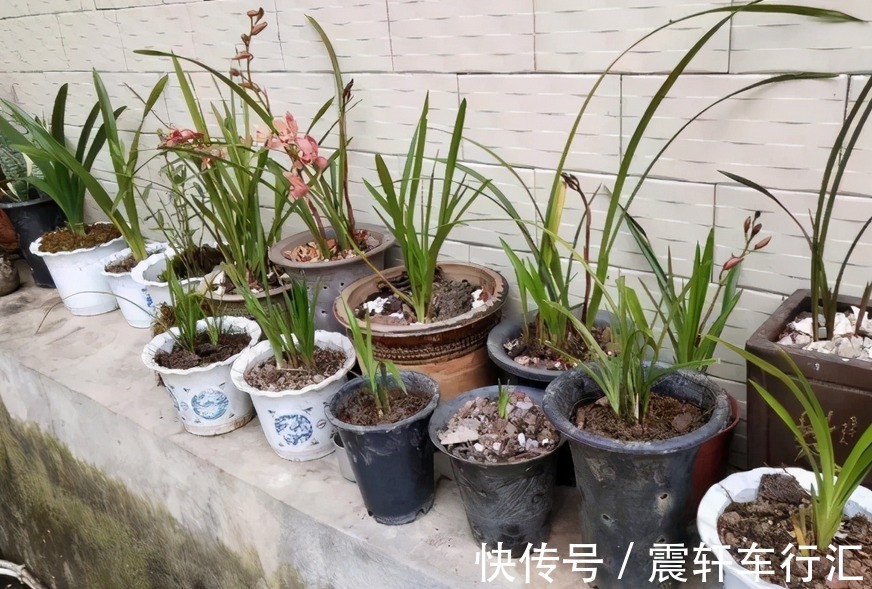 发酵|拿果皮肥养花,想出个好结果,制作和使用时不能遗漏这些细节