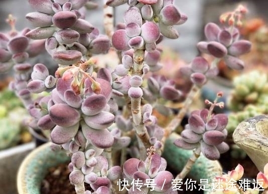 二九寒天,养多肉,想保命就得做到这“3多1少”