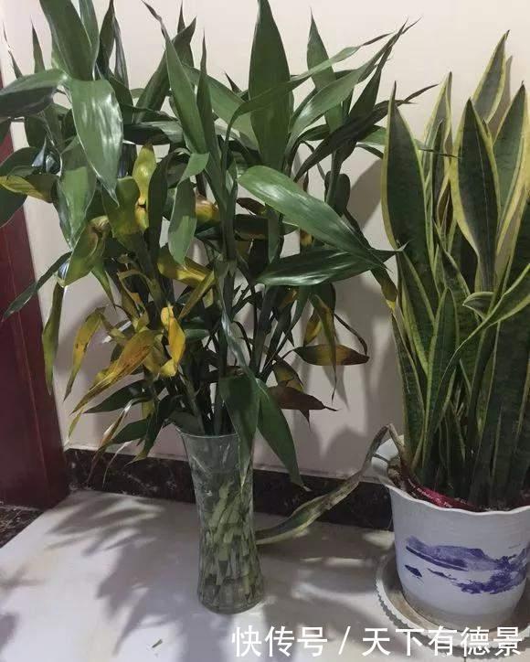 富贵竹|富贵竹黄叶黑杆,水里加点料,2周生根冒新叶!
