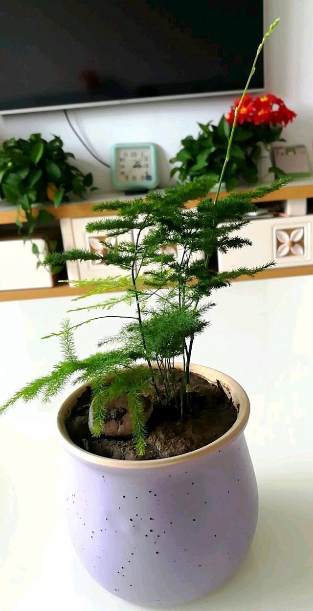 养文竹,掌握2个小技巧,蹭蹭长出一圈小嫩芽,叶子碧绿发亮