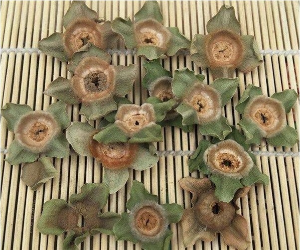 妙用|柿子蒂别再扔了,有很多不为人知的妙用,一起来了解下吧