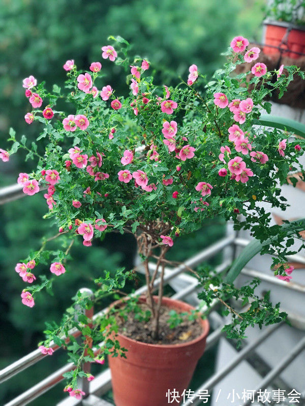 几种花吸甲醛很厉害，养上几盆，室内甲醛没了，生活更舒适！