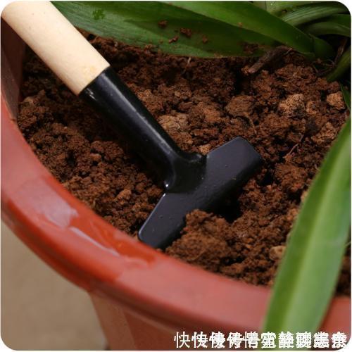 花盆土太硬？1种“松土水”，浇3回就“松软”，省得换盆了！