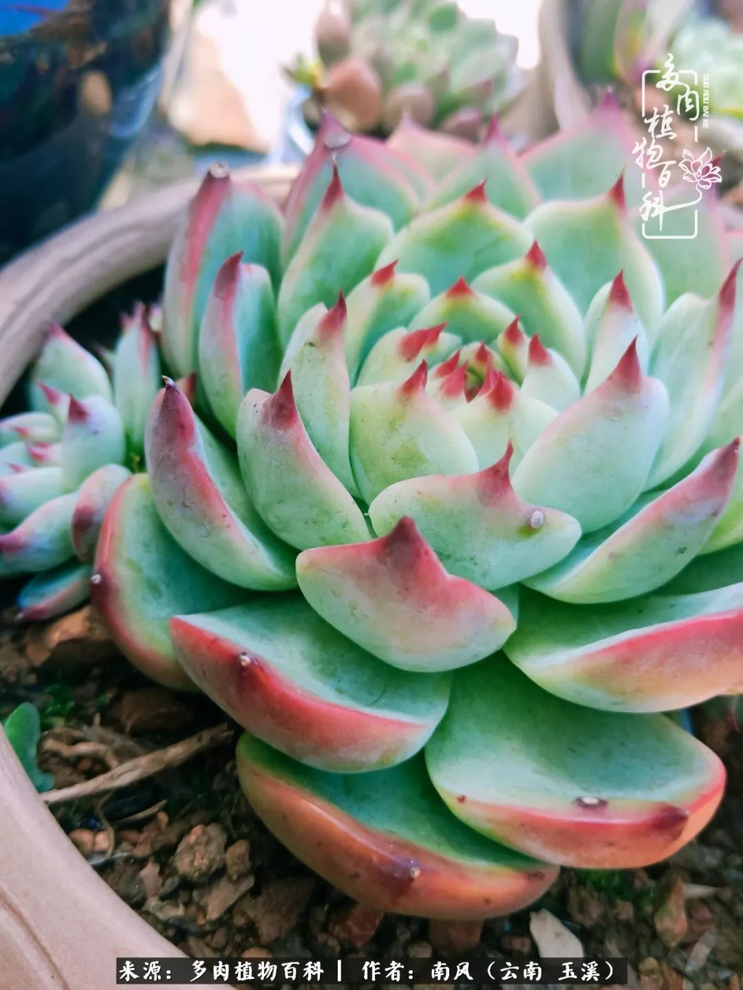 从小喜欢绿植,后来遇见多肉,情不知所起,那就再接再厉!