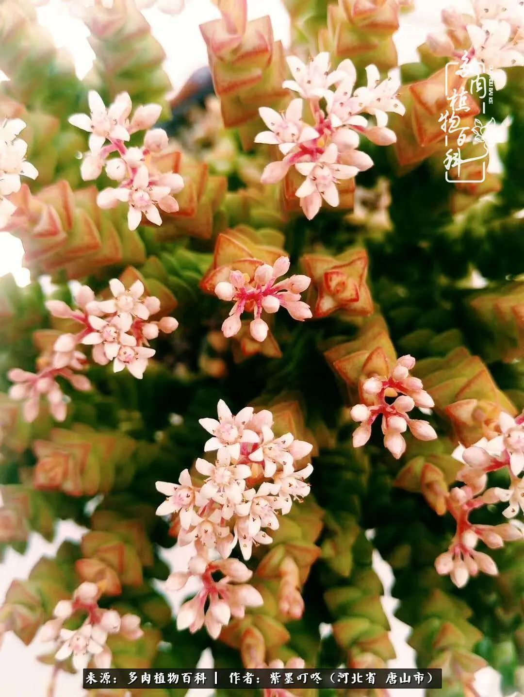 疗愈|从平凡中寻找美感,从噪杂中寻找宁静——多肉给予我的心灵疗愈!