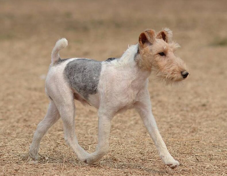 动物图集:刚毛猎狐犬