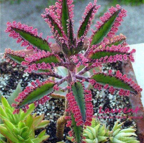 落地生根,打不死的“入侵植物”,叶肥肥花好看,还能嫁接长寿花