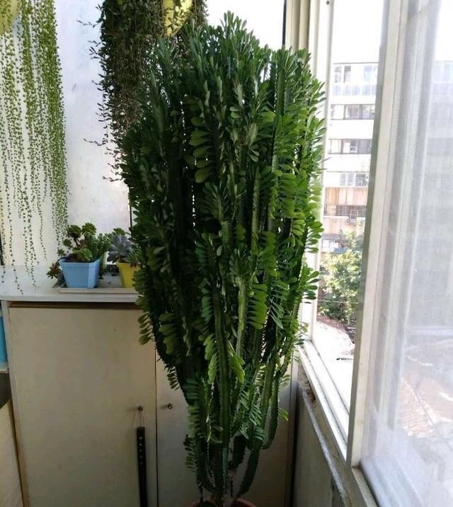 这“3种花”最好扦插,“掰枝条”插土里就能活,花友看了都羡慕