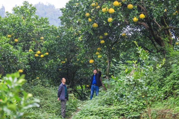 梁平|重庆梁平：“柚”是一年好滋味