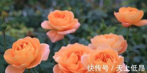 花期|花期超长的5种月季,单朵能开一个月,阳台养一盆,长期有花赏