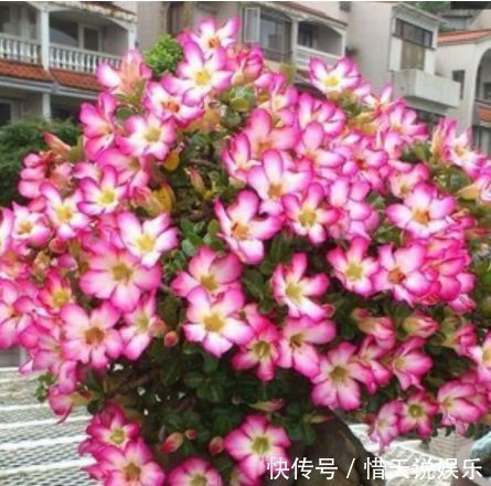 世界第一|4种花，堪称“花草之王”，特别耐旱，1个月不浇水，开出漂亮花朵