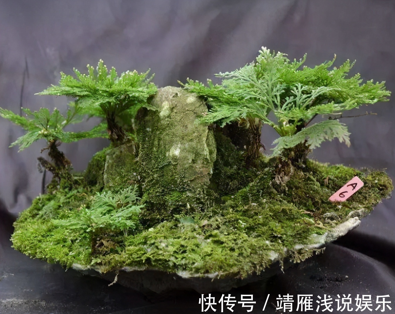 还魂草野外到处都是，碰到后别犹豫，拿个袋子挖走