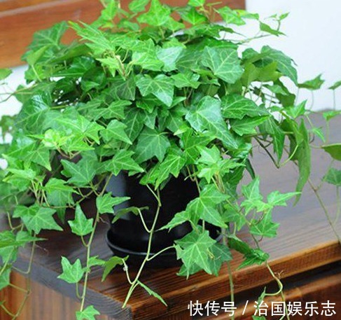 异味|卫生间“臭臭的”养以下4种能去异味的盆栽，轻松解决