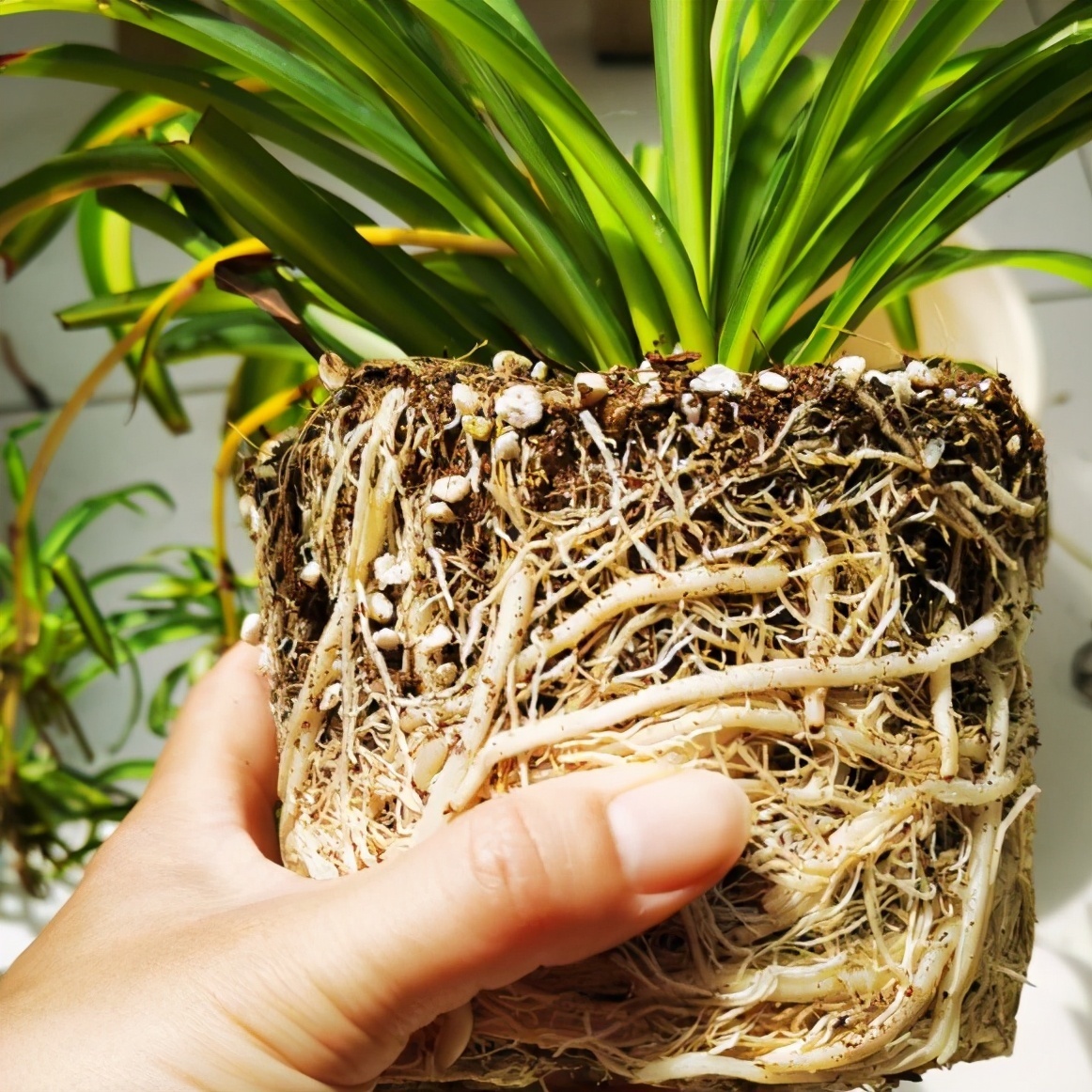 立秋后,3种花要及时“翻盆”,不然影响“生长”和开花